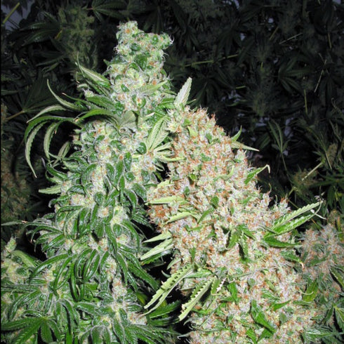 Female Seeds - White Widow x Big Bud